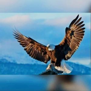 Meet your Posher, Abraham